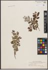 Foto von Salix aurita L. x Salix repens L.